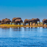 Afbeelding voor Chobe Nationaal Park