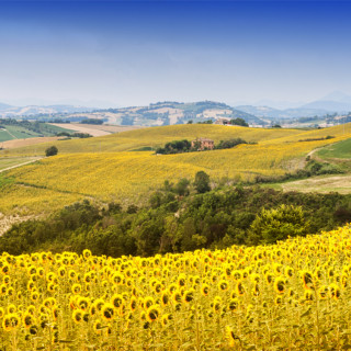 Afbeelding voor Le Marche