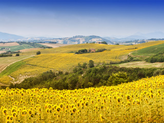 Afbeelding voor Le Marche