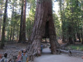 Sequoia bomen