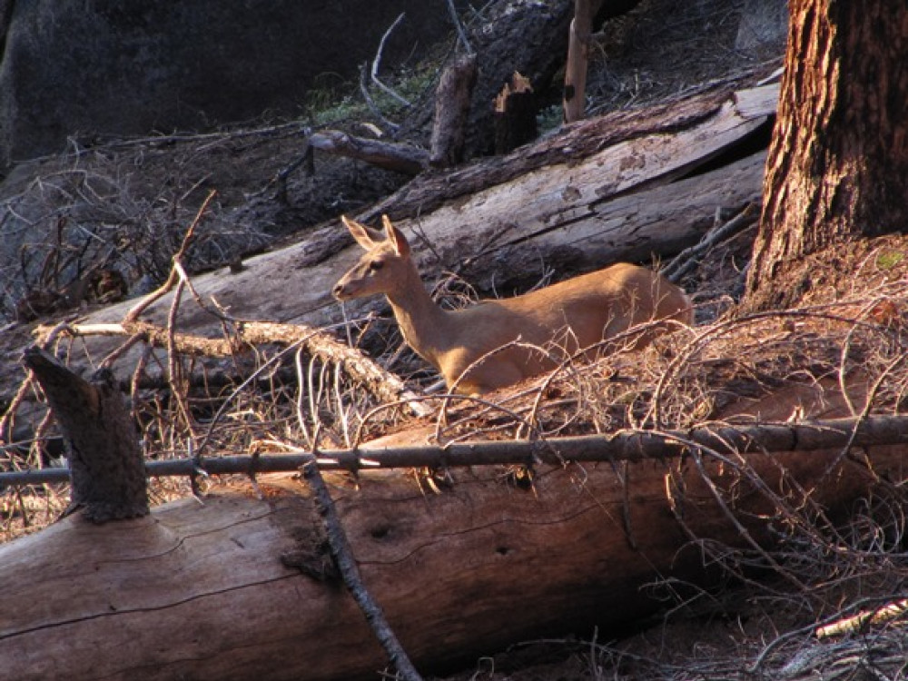 Wildlife Sequoia