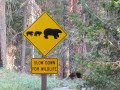 Opgepast: beren!