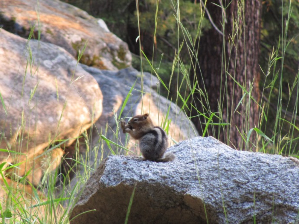 Dieren in Sequoia