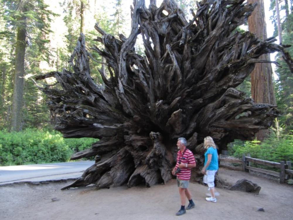 Omgevallen Sequoia