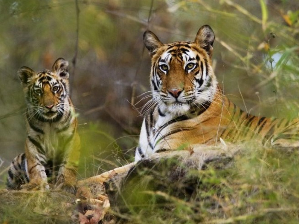 Tijgers in Centraal India