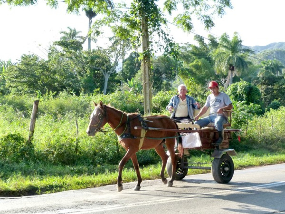 Paardenwagen