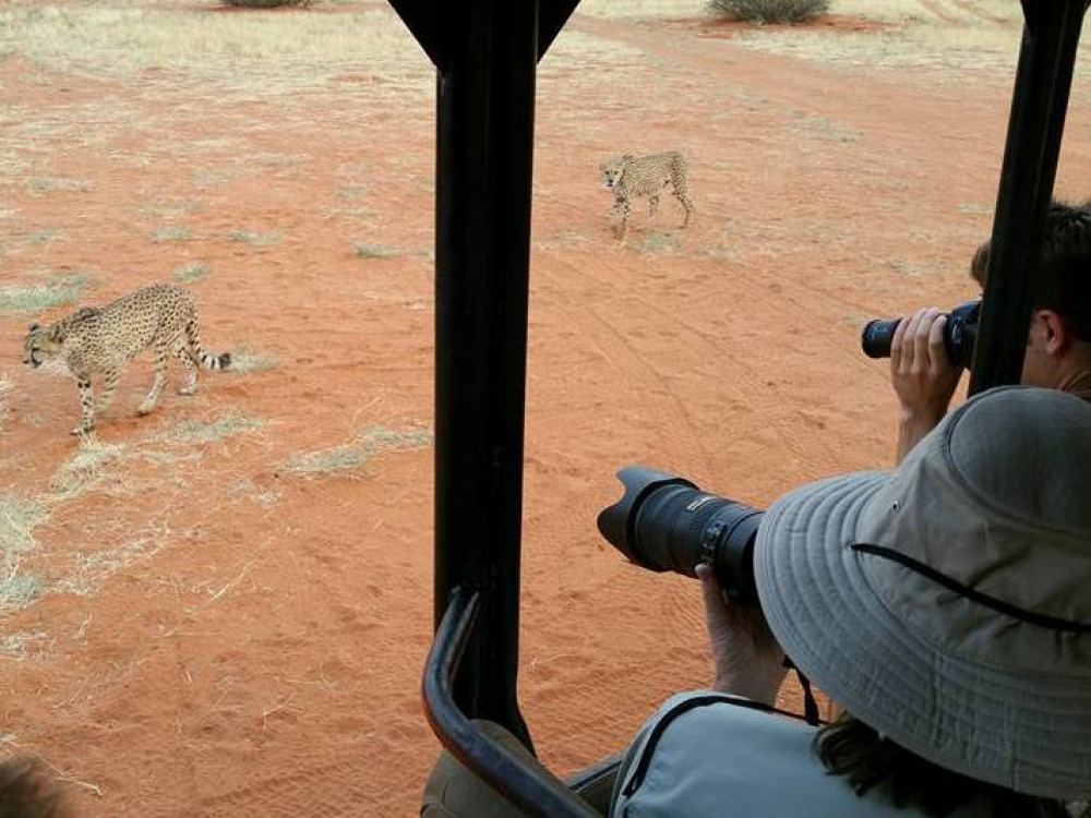 Cheetah feeding