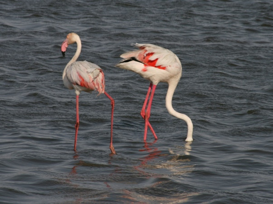 Natuur bij Swakopmund