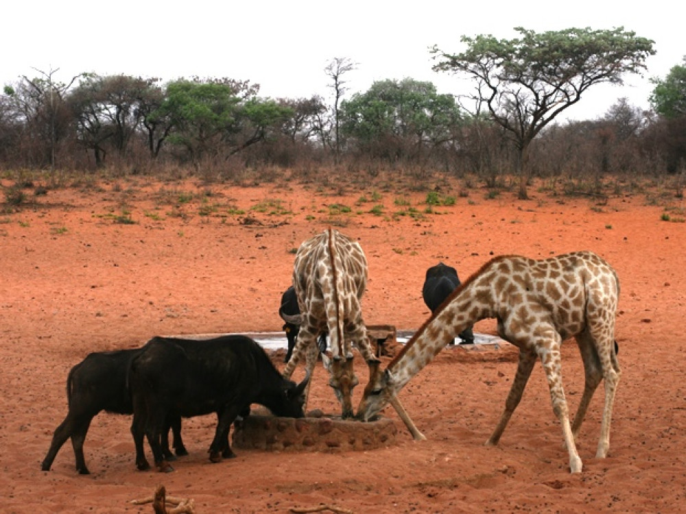 Dieren Waterberg