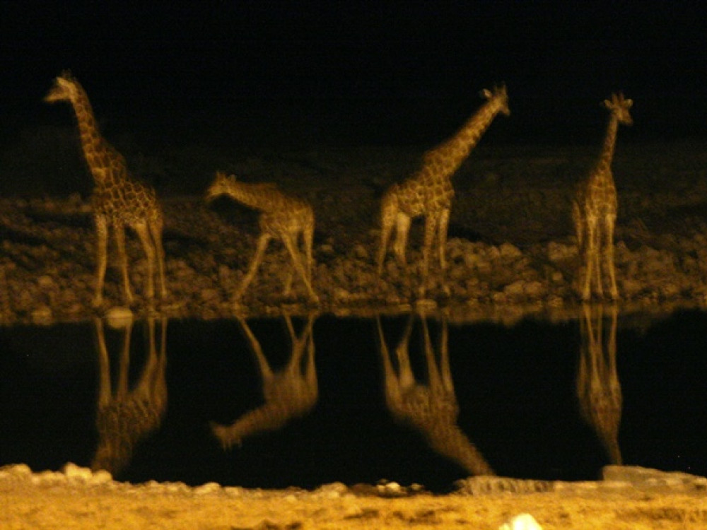 Okaukuejo by night