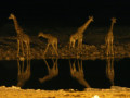 Okaukuejo by night