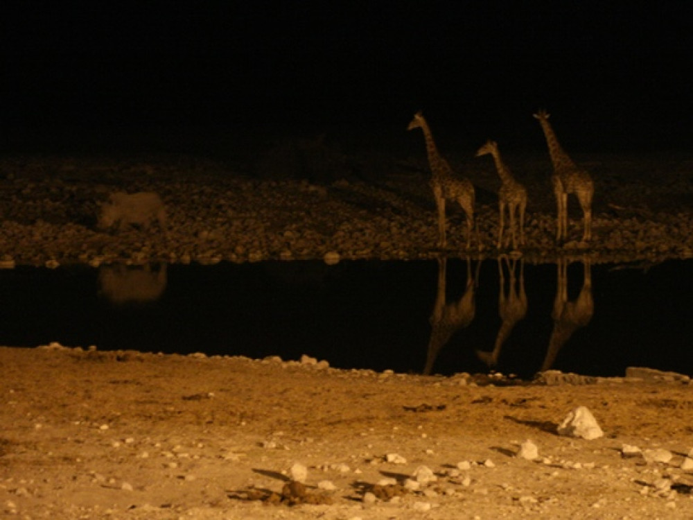 Okaukuejo by night