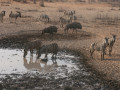 Waterhole Olifantsrus