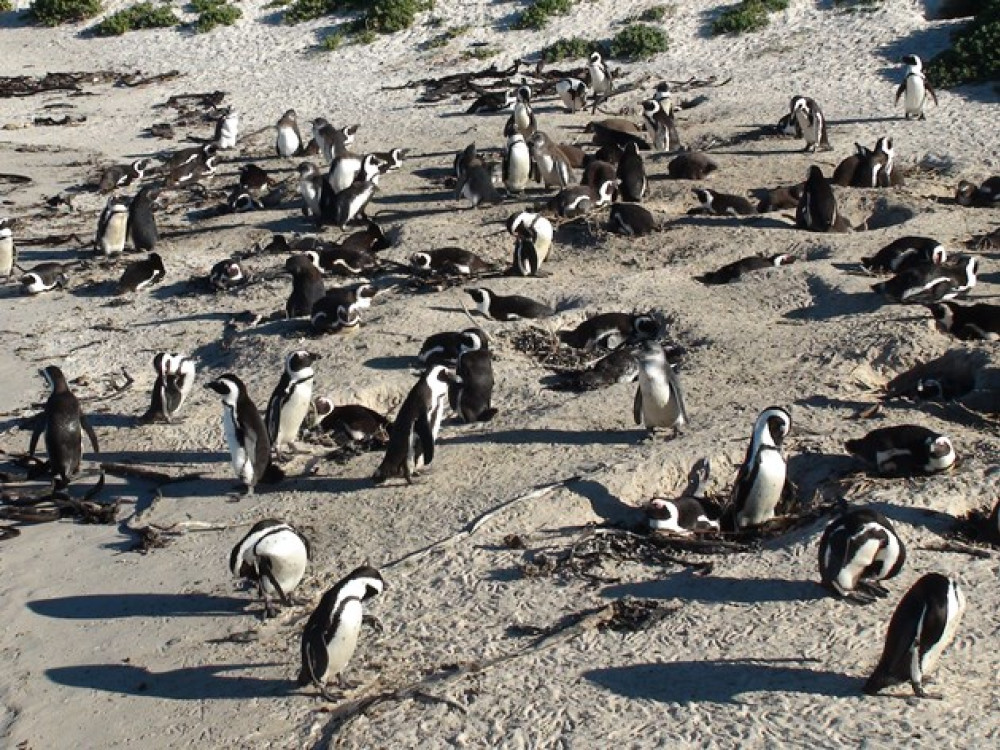 Boulders Beach