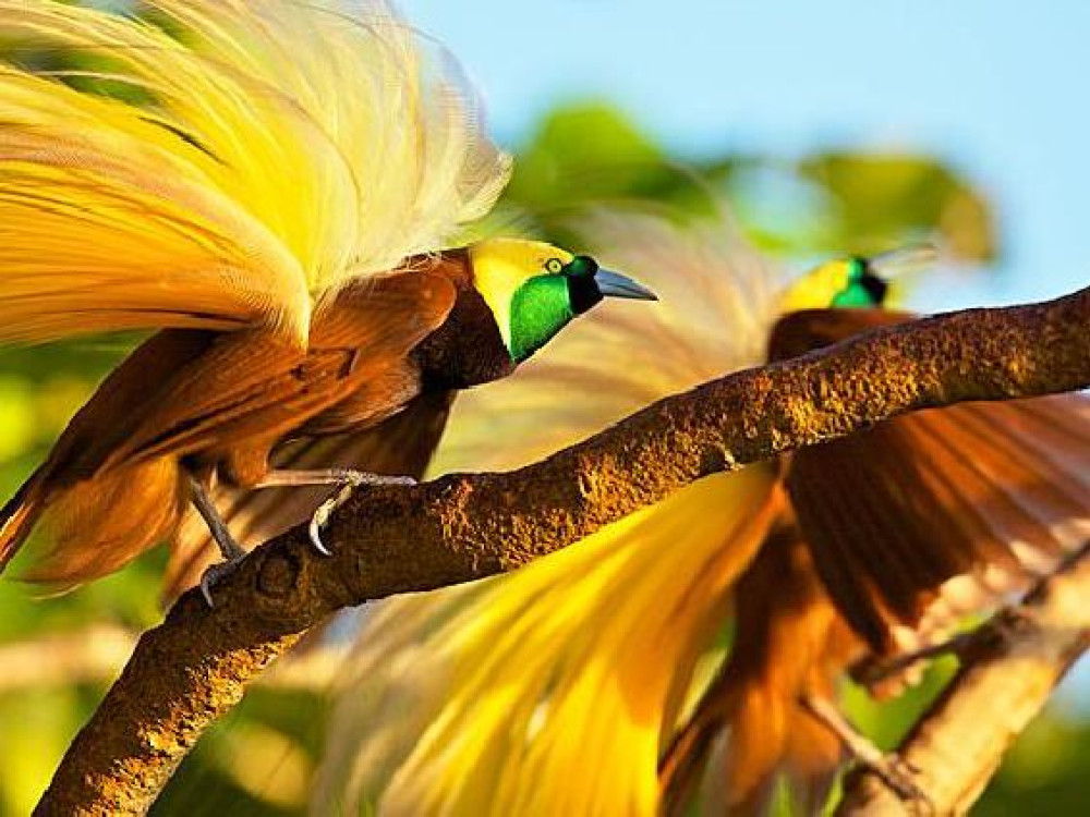 Paradijsvogels