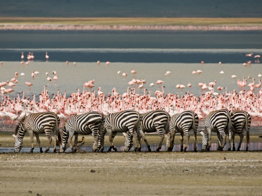 Wildlife in Tanzania