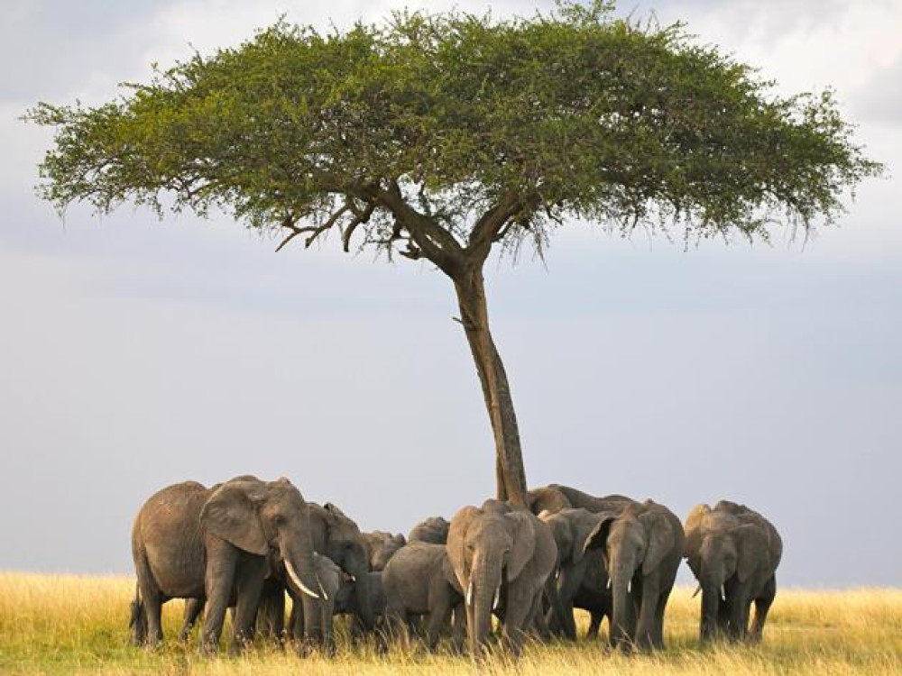 Masai Mara in Kenia