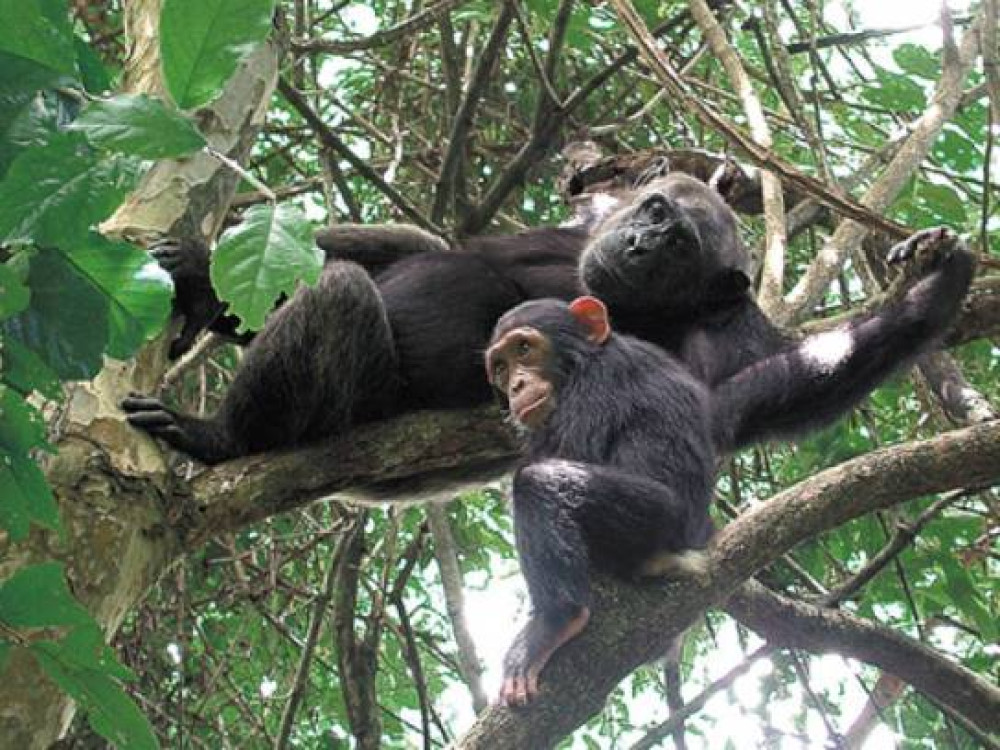Chimpansees Nyungwe