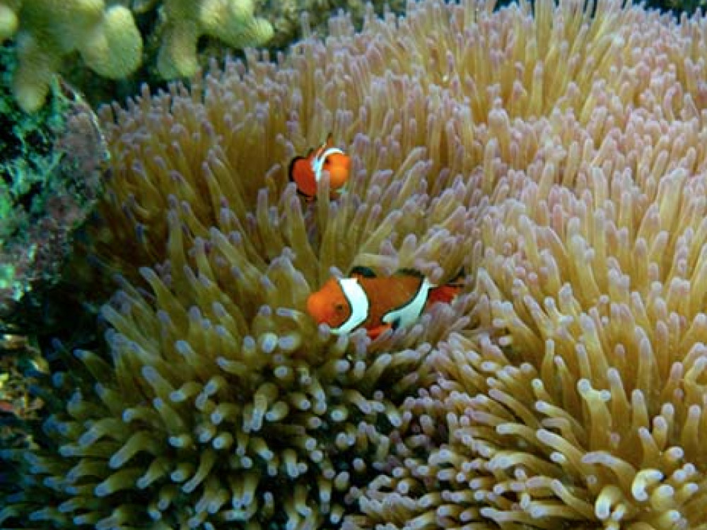 Great Barrier Reef