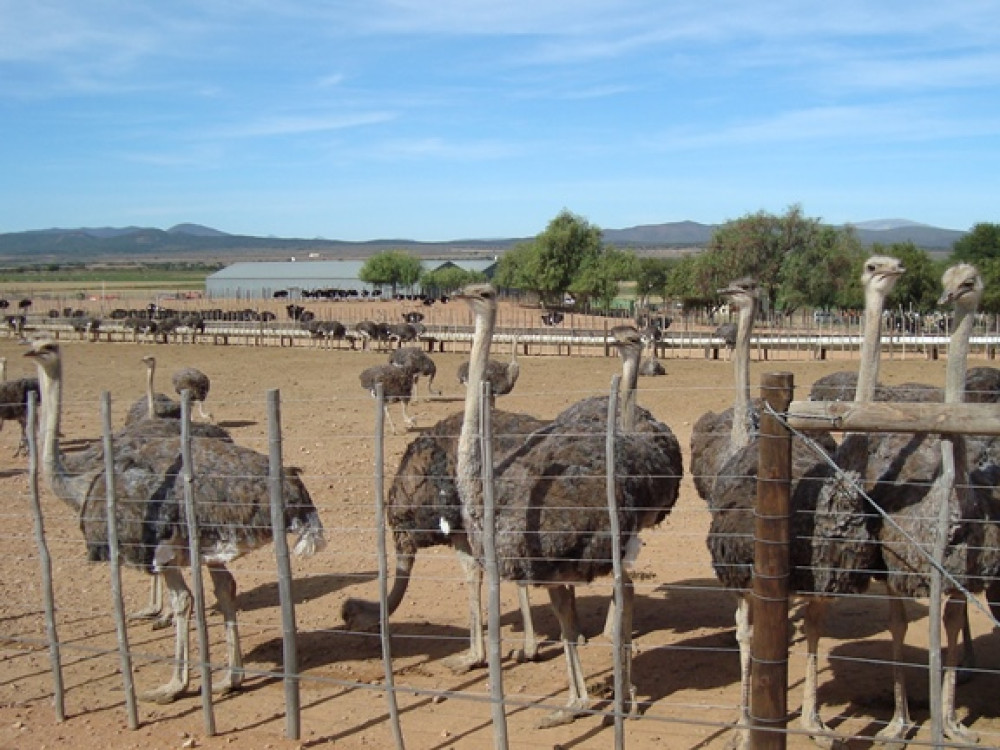 Oudtshoorn struisvogels