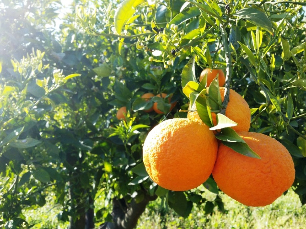 Naranjas