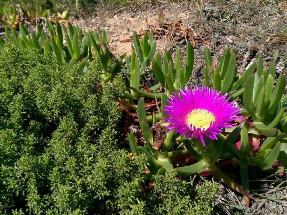 Voorjaar in de Algarve