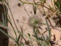 Bloemen Dana