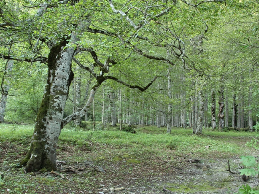 Ordesa Valley