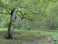 Ordesa Valley