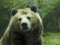 Wildlife