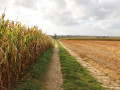Wandelpad
