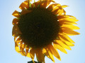 Zonnebloem