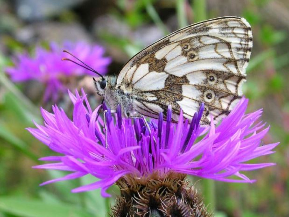 Fauna en flora