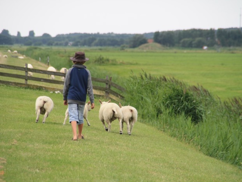 Schapen op de dijk