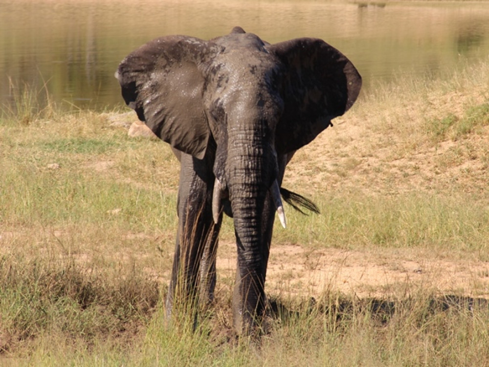 Olifant