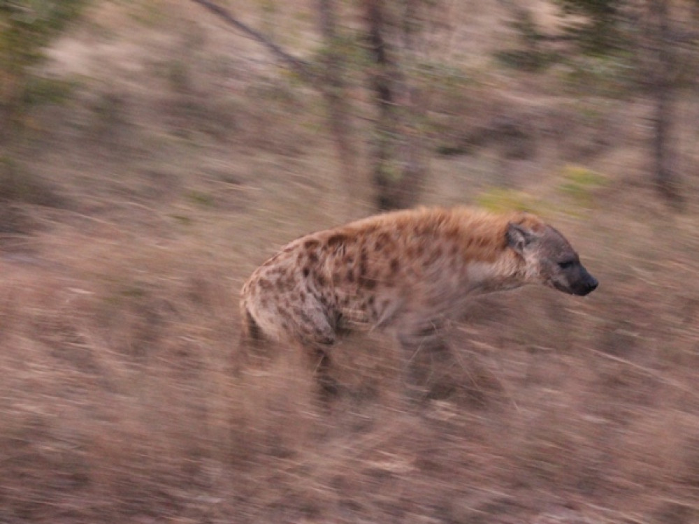 Hyena