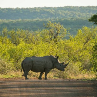 Afbeelding voor Natuur bij Johannesburg