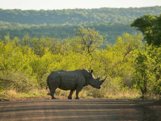 Afbeelding voor Natuur bij Johannesburg