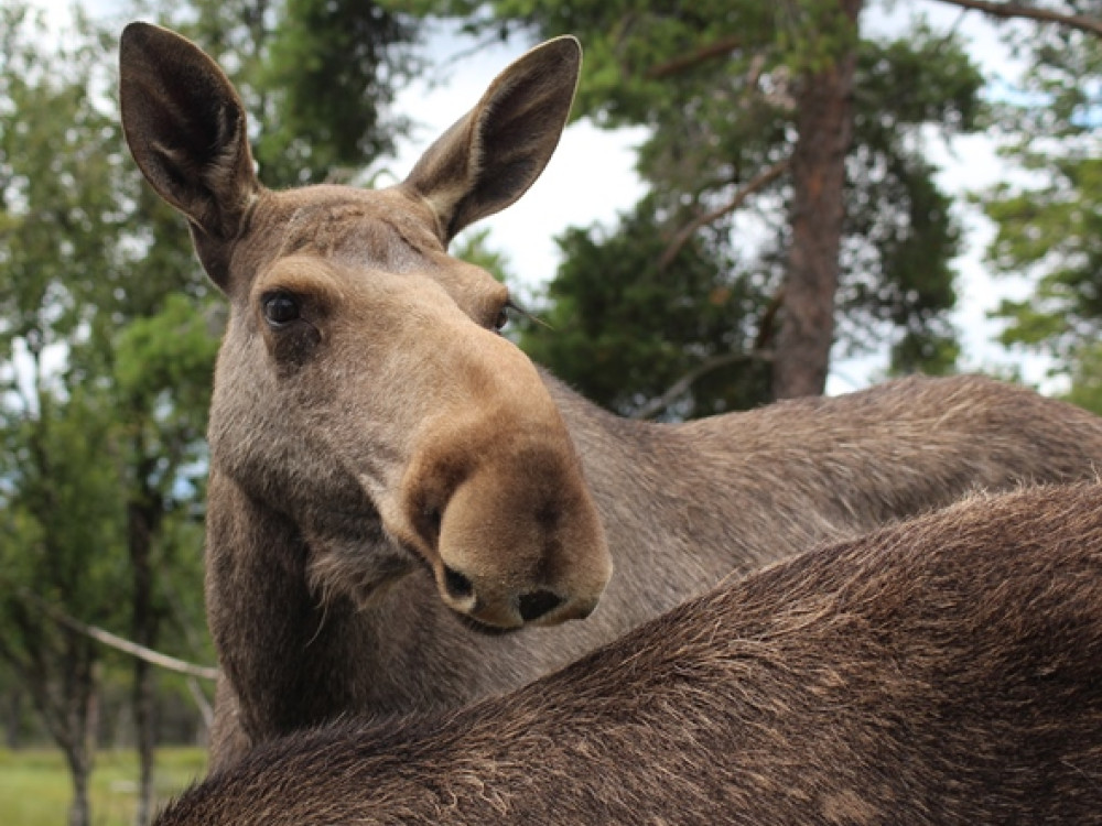 Eland