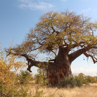 Afbeelding voor Mapungubwe in Zuid-Afrika