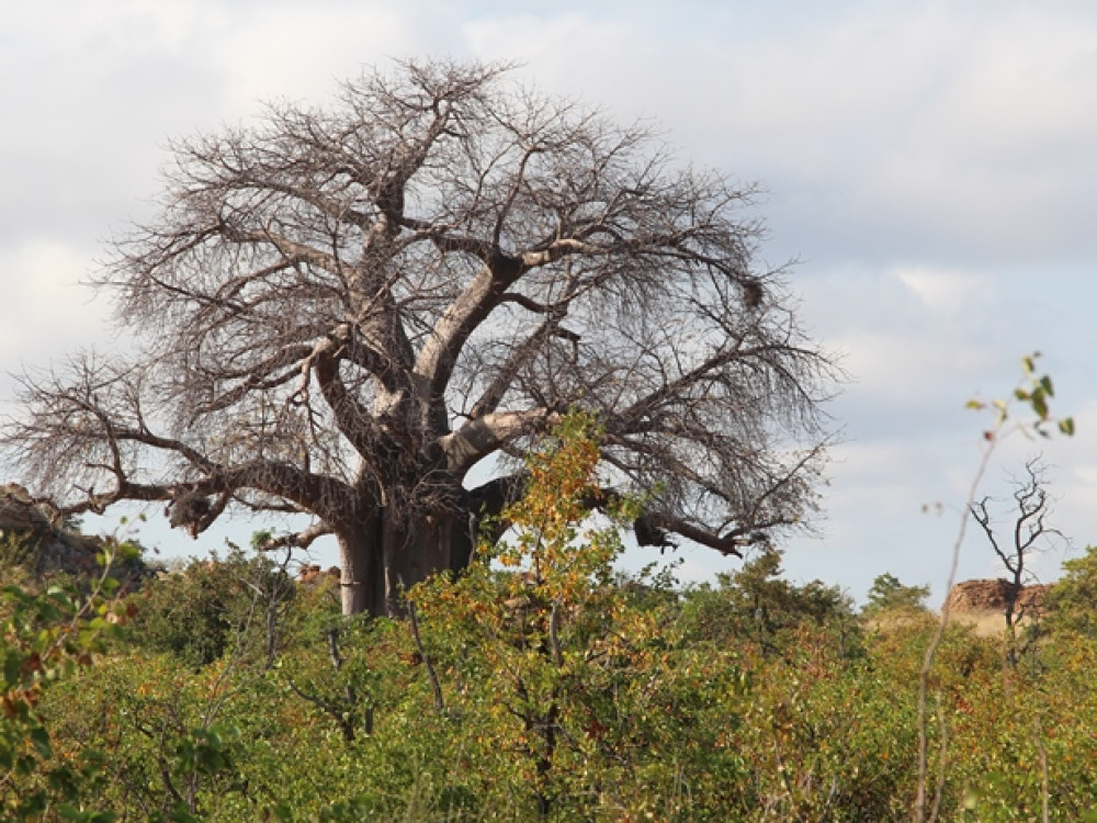 Baobab