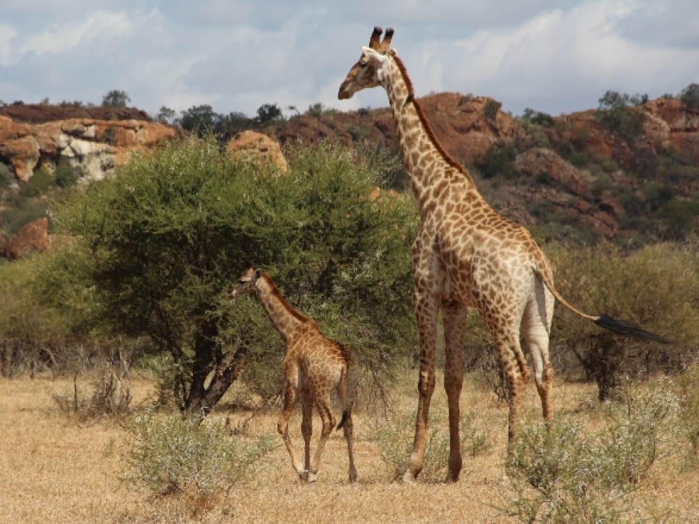 Giraffen