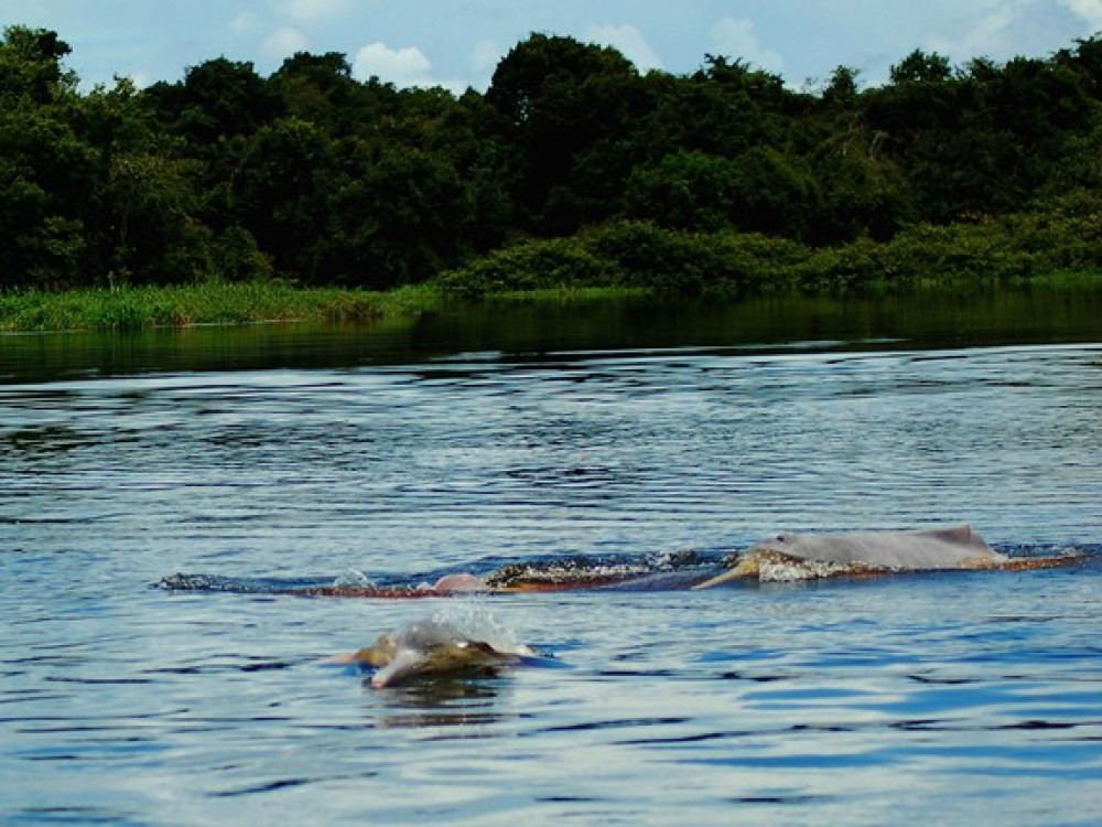 Rivierdolfijnen