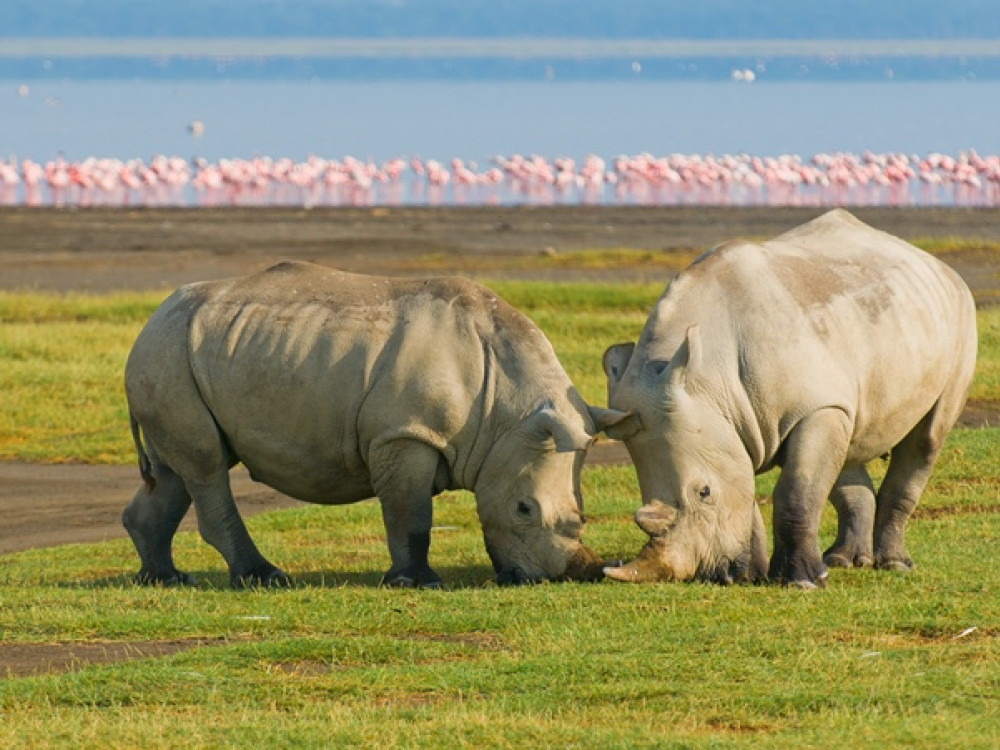 Neushoorns in Nakuru