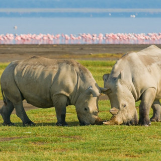 Afbeelding voor Nakurumeer in Kenia