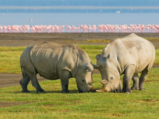 Afbeelding voor Nakurumeer in Kenia