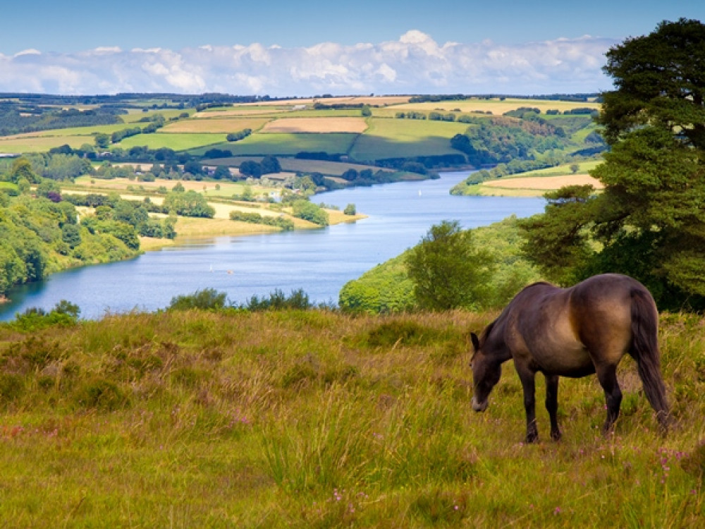 Exmoor pony