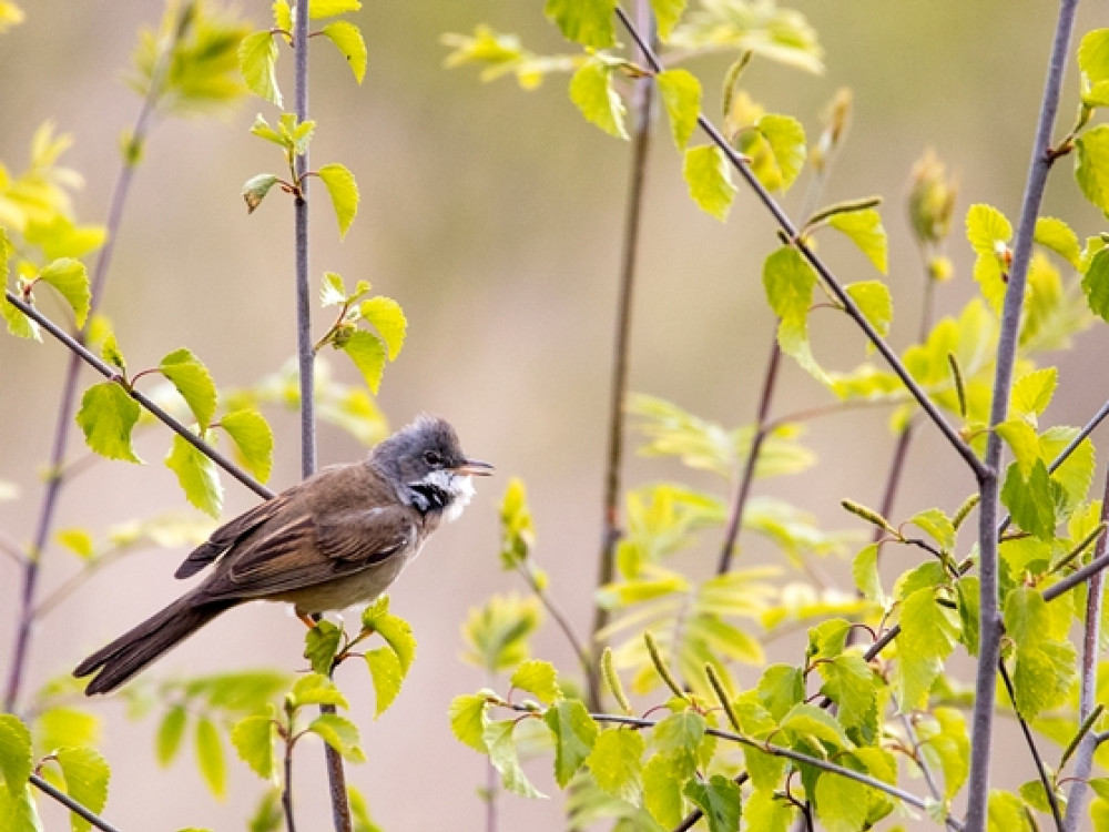 Vogels Groote Peel