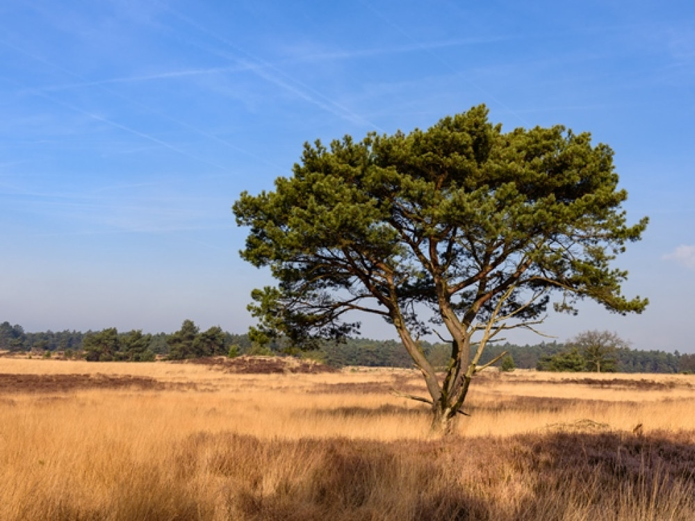 Kalmthoutse Heide