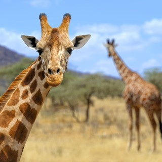 Afbeelding voor Amboseli Nationaal Park in Kenia